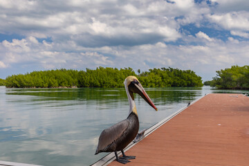 Pelikan siedzi na molo na tle lasu namorzynowego na Kubie. Tapeta, tło dla projektu. © anettastar
