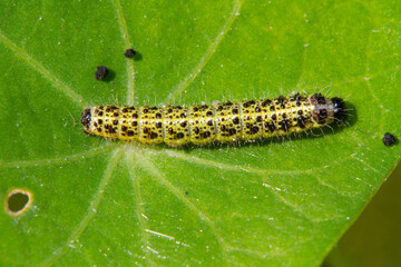 Caterpillar of Large white on leaf