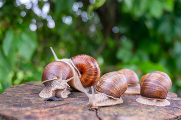 some snails on a tree stump. Roman Snail (Helix pomatia) on piece of wood