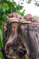 some snails on a tree stump. Roman Snail (Helix pomatia) on piece of wood