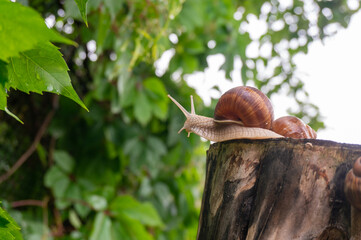 A Roman snail (Helix pomatia) crawls up a tree. Burgundy snail