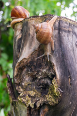 some snails on a tree stump. Roman Snail (Helix pomatia) on piece of wood