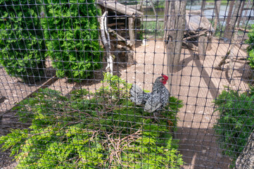 A Sebright hen behind a fence in the zoo. British breed of bantam hens..