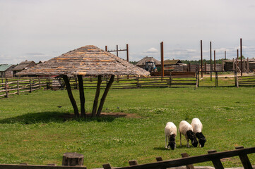 blackhead Persian sheep in a clearing eating grass in a zoo