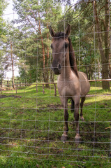 Sorrai horse behind a fence in a zoo, Belarus.