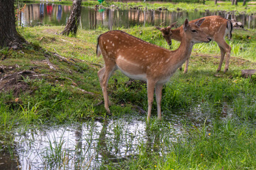 group of spotted reindeer in a sunlit forest in a natural habitat.