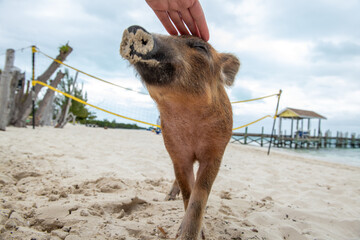 The very sweet friendly wild pigs of The Abacos, Bahamas
