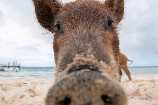 Up close and personal with friendly wild pigs of No Name Cay, Bahamas