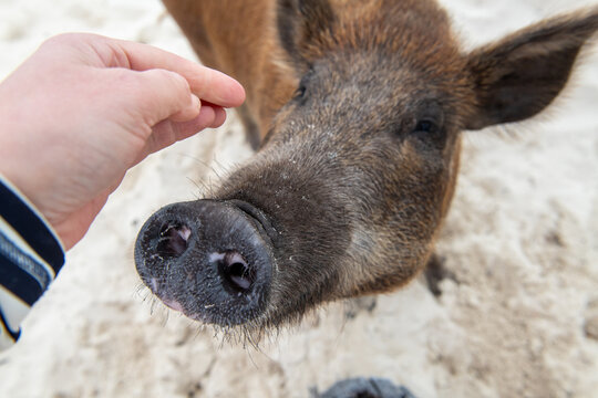 Friendly Wild Pig of No Name Cay, Bahamas