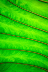 Close up of leaf. Nature green background for environment concept.Leaves decoration. beautiful pattern, leaf wallpaper, foliage green texture, natural garden fresh green plant. Vertical.