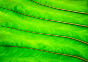 Close up of leaf. Nature green background for environment concept.Leaves decoration. beautiful pattern, leaf wallpaper, foliage green texture, natural garden fresh green plant.