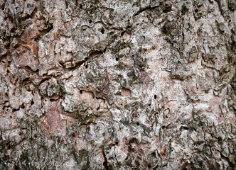 Fototapeta premium Pattern of dried brown bark wood.Cracked wood texture big tree surface.Template for design.Abstract nature background.Beautiful pattern.Space for work.Banner.Wallpaper.Selective focus.