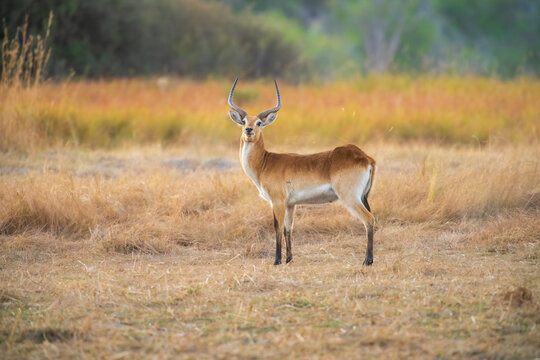 Lechwe, Kobus leche, antelope in the golden grass wetlands. Lechve running in the river water, Okavango delta, Botswana in Africa. Wildlife scene from nature. 