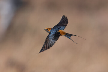 Lesser Striped Swallow, Cecropis abyssinica, flies over water towards camera, Chobe game reserve Botswana