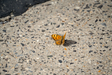 close-up of a Wall brown butterfly (Lasiommata megera)