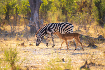 Obraz premium Impala Antelopes jumping in the Moremi National Park, Botswana, closeup, portrait, 4K resolution 