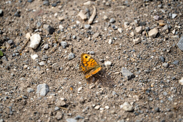 close-up of a Wall brown butterfly (Lasiommata megera)