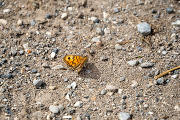 close-up of a Wall brown butterfly (Lasiommata megera)