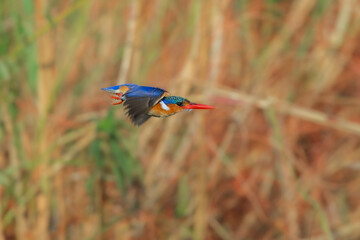 Flying Malachite Kingfisher, Corythornis cristatus n Okavango Delta, Botswana