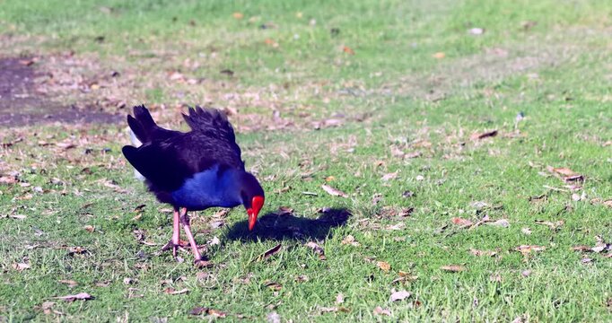 Australasian swamphen, pukeko, on the Lawn