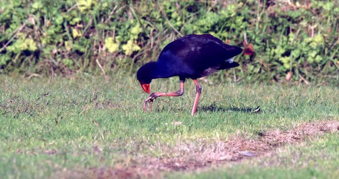 Australasian swamphen, pukeko, on the Lawn
