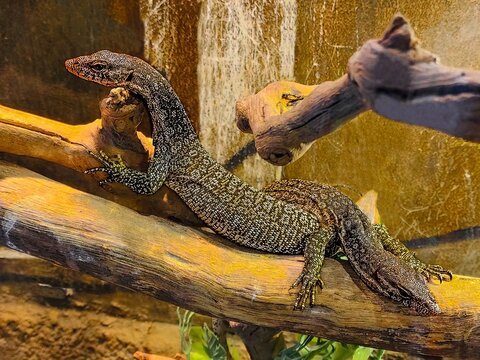 A Couple of Crocodile Monitors in a Vivarium