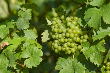 unripe bunch of grapes on the vine between the green leaves