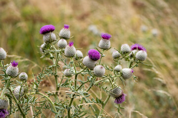 close-up of flowering Woolly thistle (Cirsium eriophorum) 