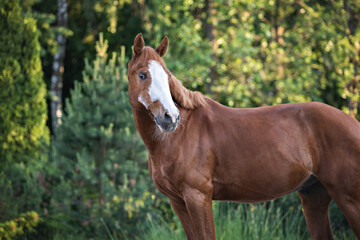 Fototapeta premium Elegant portrait of a chestnut horse on the background of trees. Portrait of a horse on the loose