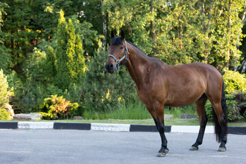Obraz premium Full-length exterior photo of a bay horse