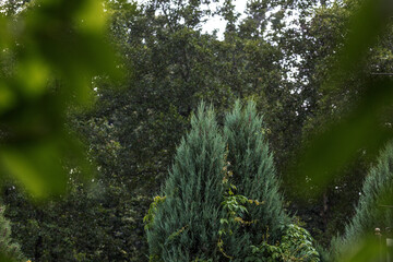 Coniferous trees surrounded by trees. A light rain is falling against the background of the trees
