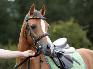 Portrait of a bay Welsh pony. The pony is ready for classes