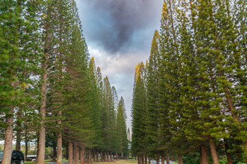 Hawaii: The Aloha State
Experience the breathtaking beauty and vibrant culture of Hawaii, from its stunning beaches and lush landscapes to its rich traditions and welcoming spirit