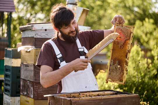 Beekeeper is working with bees and beehives on apiary