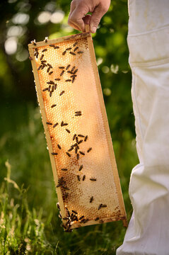 Beekeeper in apiary holding a honeybee frame