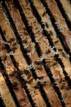 Bees in the hive