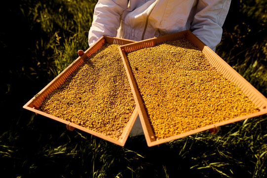 two trays with flower pollen