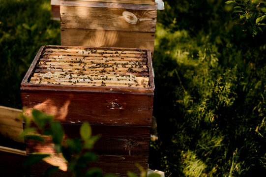The hive with frames and bees in nature