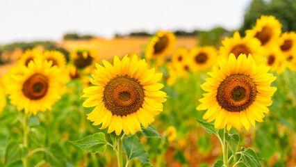 Obraz premium Group of sunflower plants in a field in the province of Segovia in Spain.