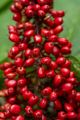 Grouping Of Red Baneberry Grow Along Trail In North Cascades