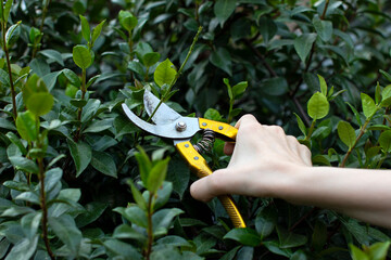 gardening with pruning shears bush trimming beautiful close up photo
