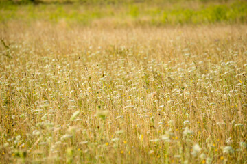 golden grasses in a summer meadow