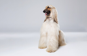 Dog of Afghan Hound breed on gray background. Free space for text. Wide angle horizontal wallpaper...
