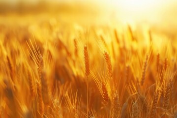 golden wheat field at sunset individual ears standing tall in sharp focus warm light bathes the scene creating a serene and bountiful atmosphere