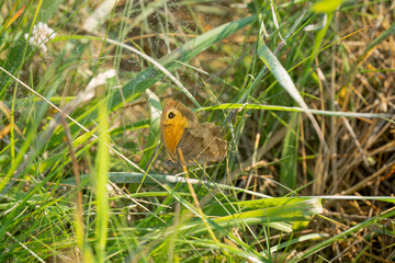 meadow brown butterfly (Maniola jurtina) feeding amongst grasses