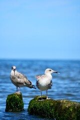 Sea gull peels feathers standing on wooden column breakwater.