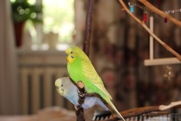 parrot on a branch