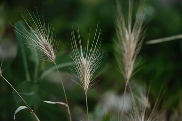 ears of wheat