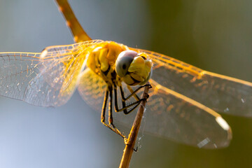 Macro photo of dragonfly. Insect with wings. Dragonfly with colorful wings.