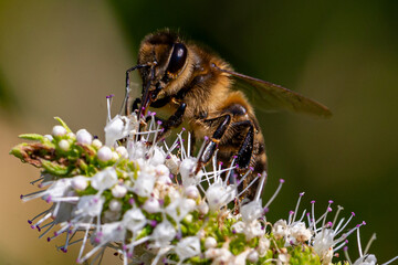 Bee collecting pollen from flowers. Macro photo of a bee while collecting pollen. Collecting insects.